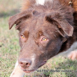 Astra Ginger, Red and white smooth coated border collie